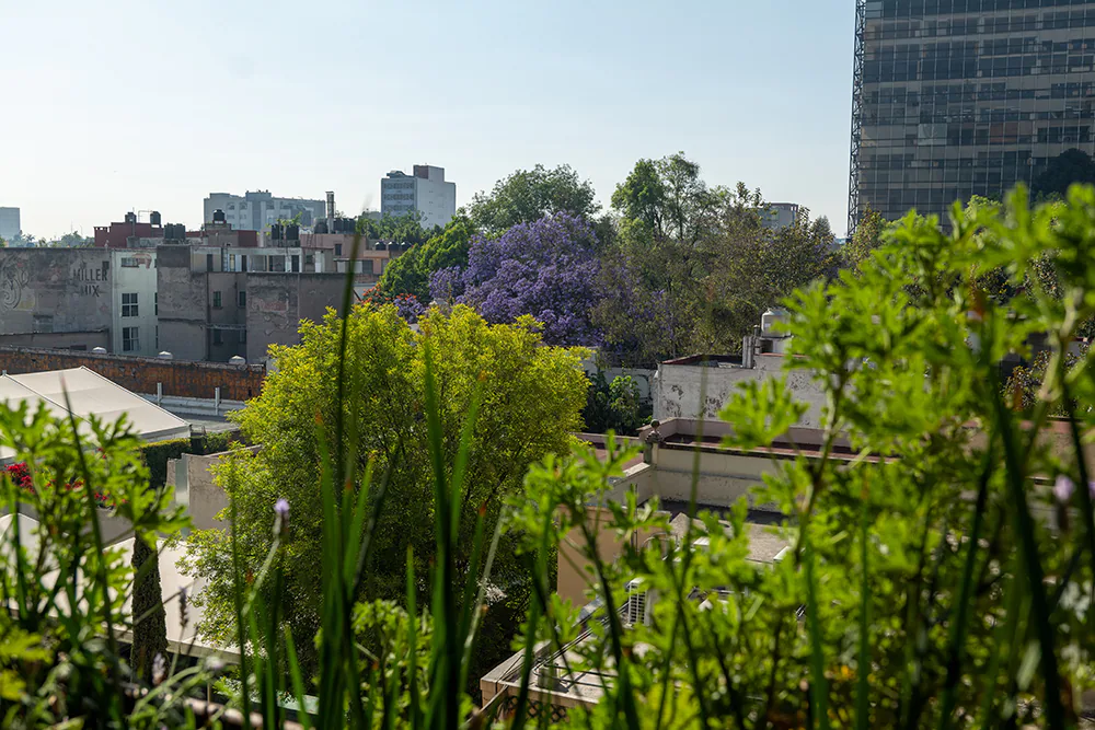 Design Apartment with 2 Terraces in Roma Norte